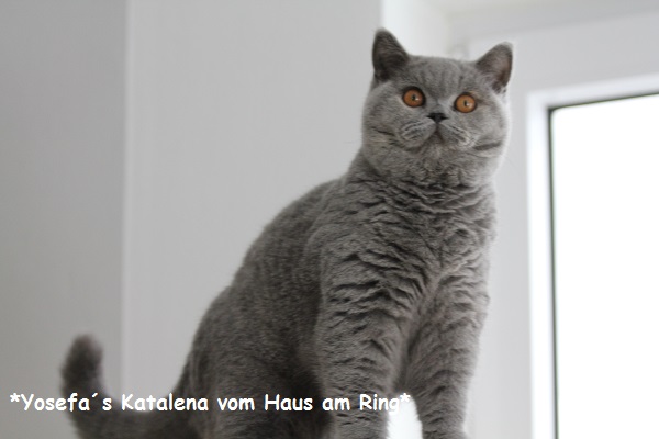 Katalena