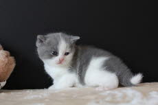 Elfe