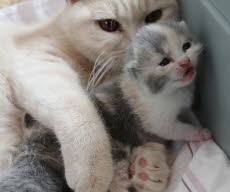 MamasLiebling